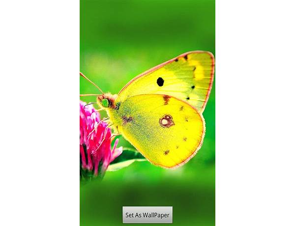 Butterfly Wallpaper for Android - Download the APK from Habererciyes